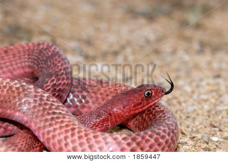 Coachwhip ตะวันตก