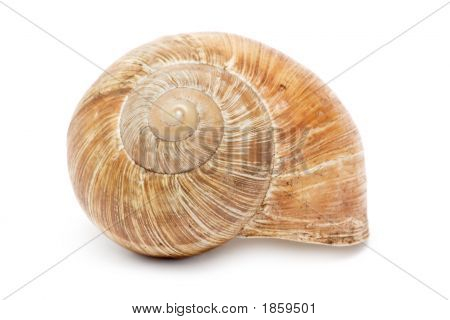 Snigel skal