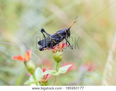 Painted grasshopper or horse lubber grasshoppers, are found in the grasslands of central Mexico. Grasshoppers of Mexico.