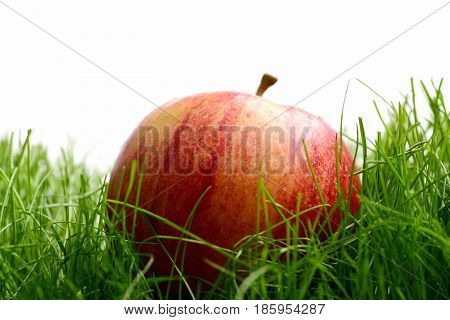 Fallen Fresh Red Apple In The Grass