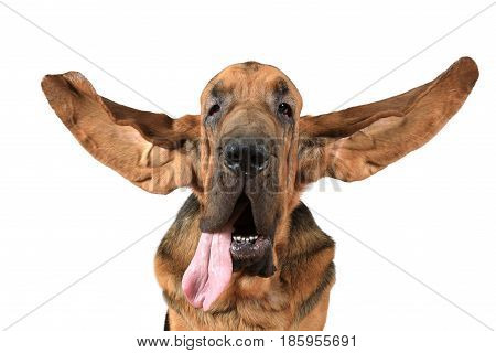 Portrait of purebred Bloodhound dog with scattering ears on a white background