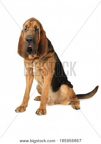 One and a half year old purebred Bloodhound dog isolated on a white background