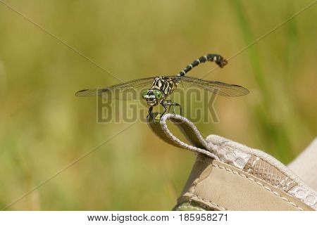 Dragonfly Small Pincertail (Onychogomphus forcipatus) Green-eyed Hook-tailed on a shoe