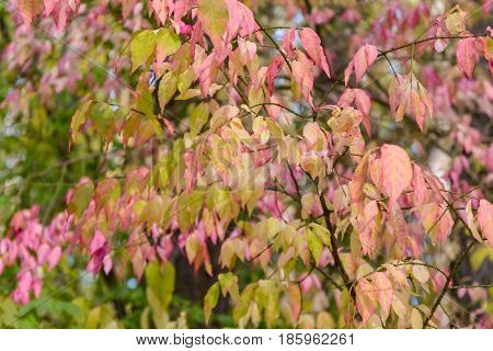 Autumn Early autumn Forest Grove Leaves Leaves of the trees Rays of sunlight Sunlight Sunlight in the branches Tree Leaf Trees
