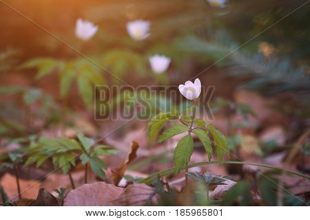 Anemona flowers in a spring forest. Ukraine Europe.