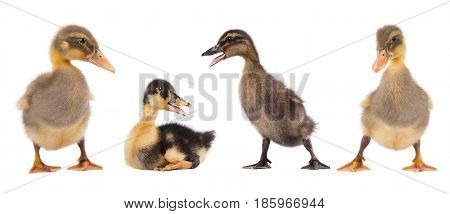 Three duckling together isolated on white background