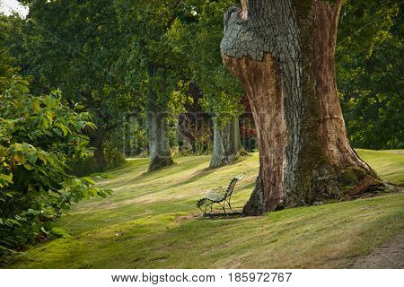 big tree in Gisselfeld park, Zealand, Denmark
