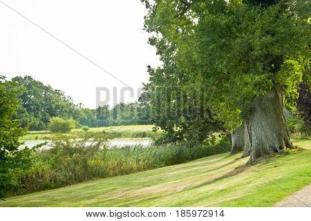 big tree in Gisselfeld park, Zealand, Denmark
