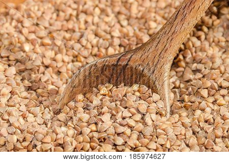 Old wheat species - grain-like triangular buckwheat seeds - in a rustic wooden shell with a wooden spoon. 