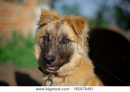 the face of a cute white dog puppy