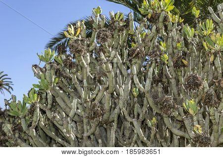 Bush Of Euphorbia Balsamifera, Native To Canary Islands, Spain.