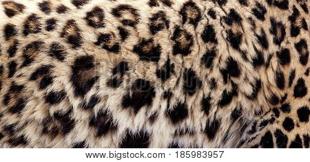 Leopard fur background showing the beautiful spotty pattern print with space for text.