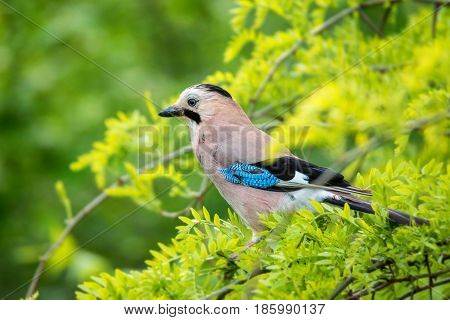 Beautiful Eurasian jay or Garrulus glandarius is pearching on tree