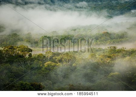 The Morning rain forest in Amazonic jungle with sunlight and fog, Ecuador
