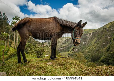 A donkey above canyon on Quilotoa loop trail near Latacunga, Ecuador
