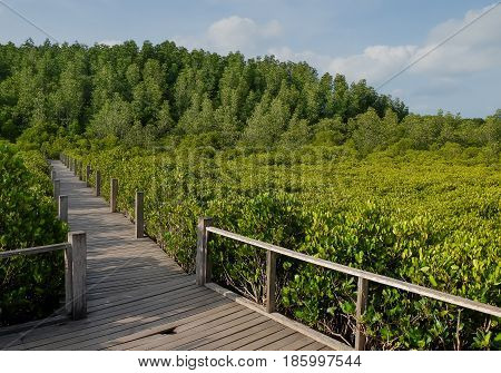 Wooden bridge at Tung Prong ThongGolden Mangrove FieldPra Sae Rayong Thailand.