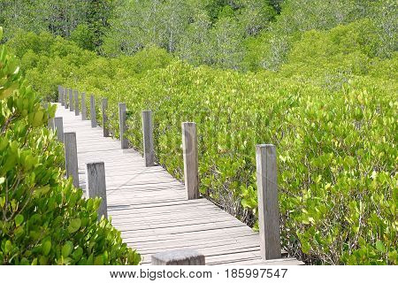Wooden bridge at Tung Prong ThongGolden Mangrove FieldPra Sae Rayong Thailand.