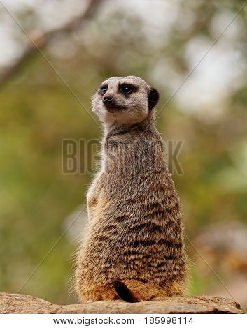 One cute meerkat looking behind him whilst upright with space for text.