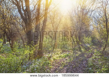 forest scene with wild flowers and sunrise in the spring