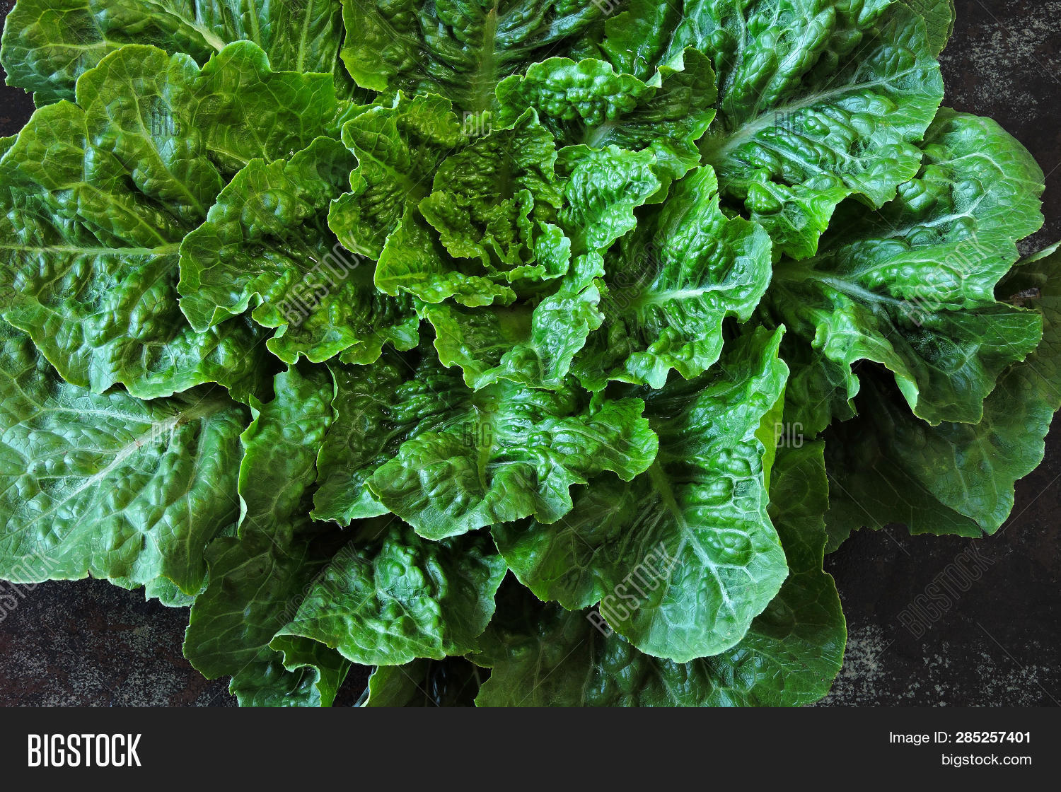 Fresh Green Romaine Image & Photo (Free Trial) Bigstock