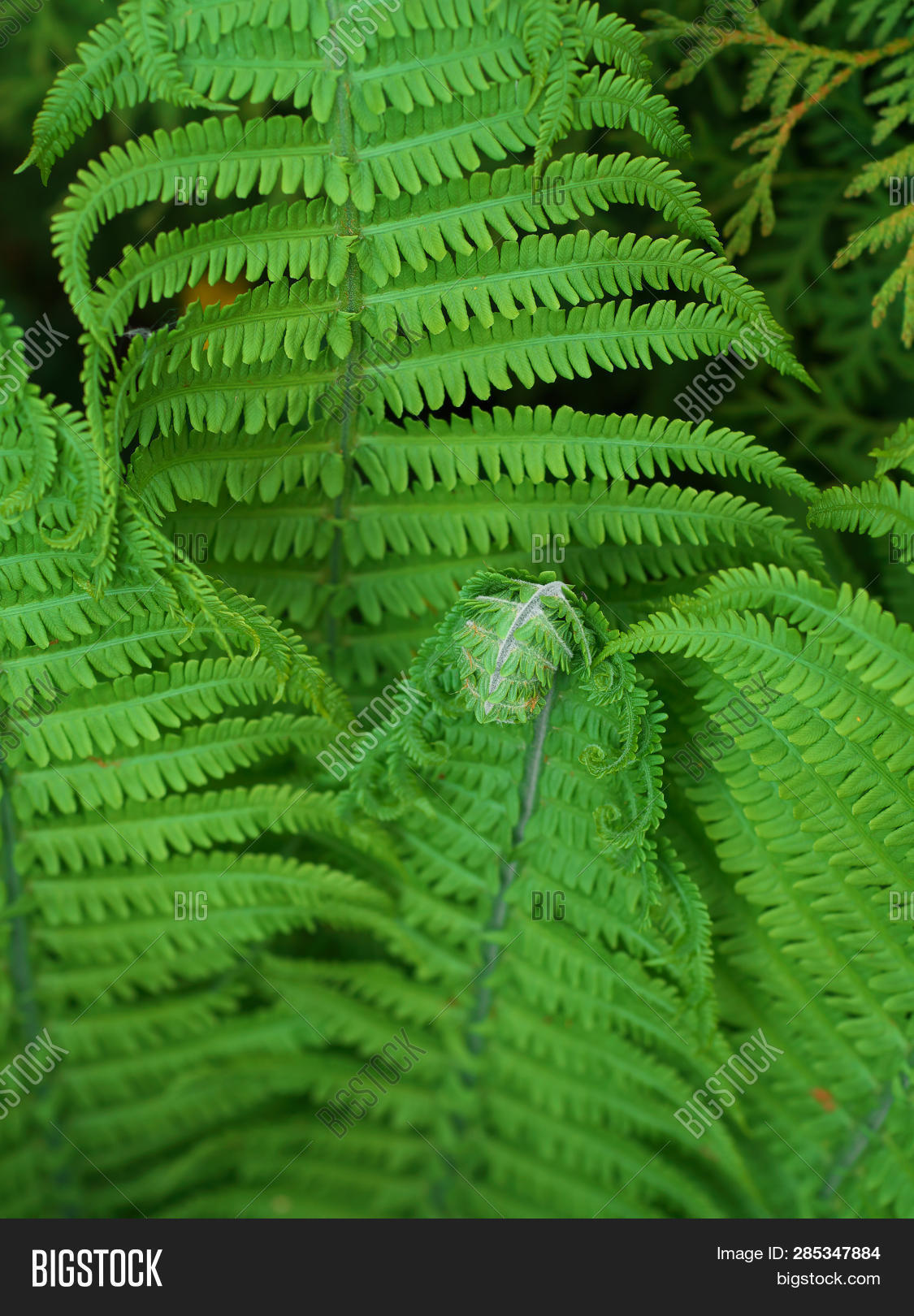Close Eagle Fern Image & Photo (Free Trial) Bigstock