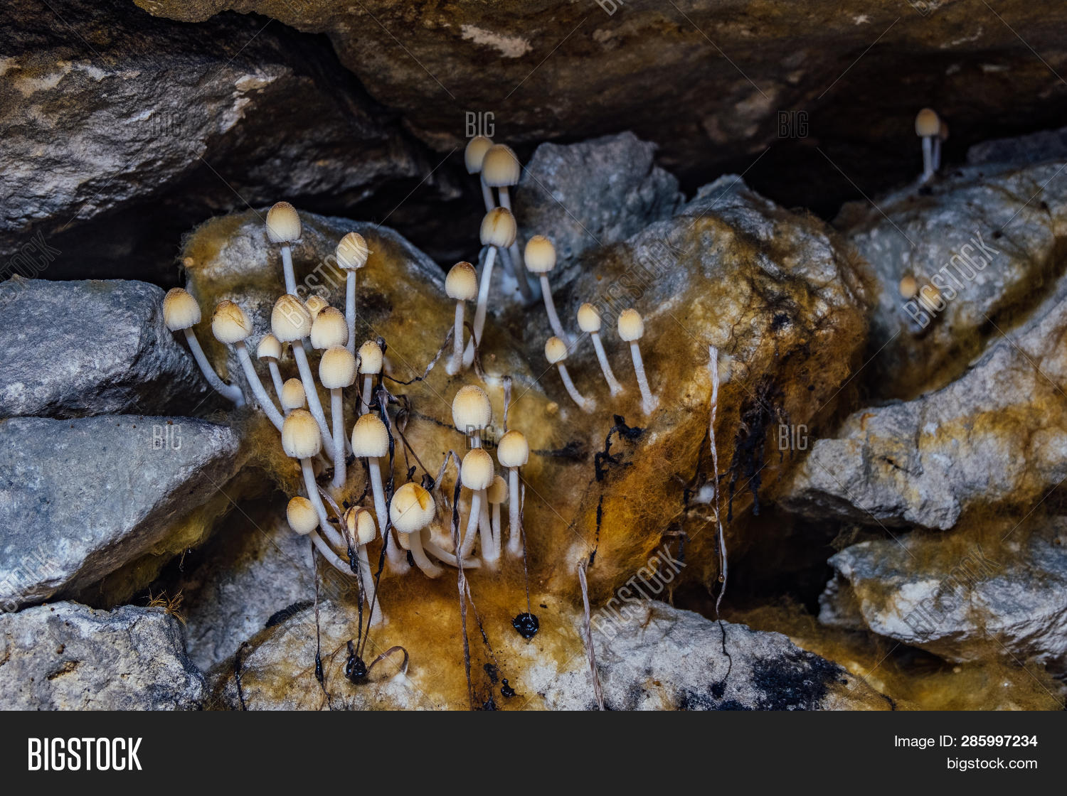 Underground Mushrooms Image & Photo (Free Trial) Bigstock