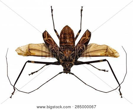 Beetle Acrocinus Longimanus Isolated On White Background.