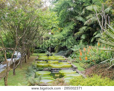 Sao Miguel, Portugal - August 19, 2018: Terra Nostra Park, Azores Islands.