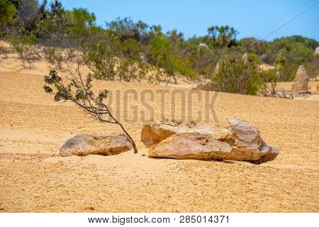 Rare Vegetation In The Desert Of Western Australia At The Pinnacles Desert