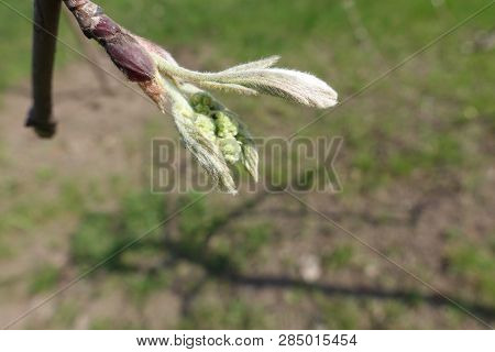 Opening Bud Of Rowan Tree In Spring