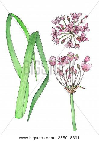 Hand Drawn Watercolor Butomus Umbrellatus Flowers.