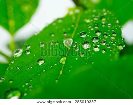 Crystal Clear Water Drops On Tree Leaf