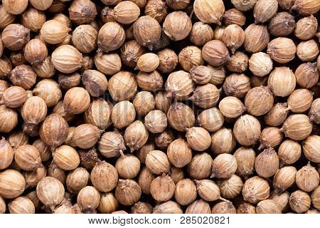 High Quality Seeds Of Aromatic Coriander, In A Texture Form For Your Unique Garden. Can Be Used By S