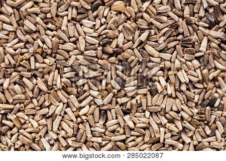 High Quality Seeds Of Chicory, In A Texture Form For Your Beautiful Garden. Can Be Used By Seed Prod