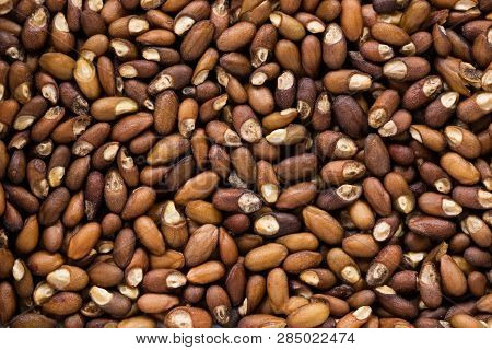 High Quality Seeds Of Rosemary, In A Texture Form For Your Green Garden. Can Be Used By Seed Produce