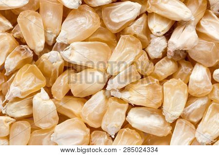 High Quality Seeds Of Corn, In A Texture Form For Your Unique Garden. Can Be Used By Seed Producers 