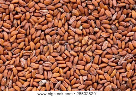 High Quality Seeds Of Tasty Cress, In A Texture Form For Your Personal Garden. Can Be Used By Seed P