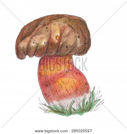 Original Lurid Boletus. Hand Painted Watercolor Illustration. Mushroom. Perfect For Design, Banners,