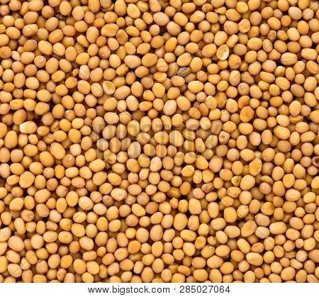 High Quality Seeds Of Mustard, In A Texture Form For Your Awesome Garden. Can Be Used By Seed Produc