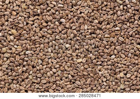High Quality Seeds Of Celery, In A Texture Form For Your Unique Garden. Can Be Used By Seed Producer