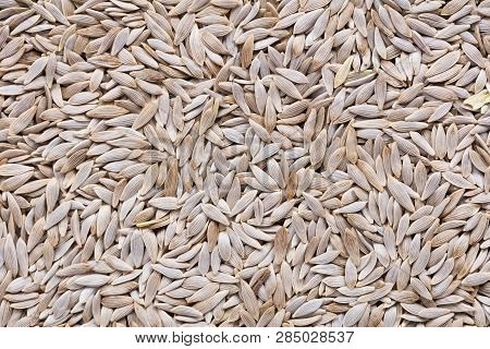 High Quality Seeds Of Lettuce, In A Texture Form For Your Unique Garden. Can Be Used By Seed Produce