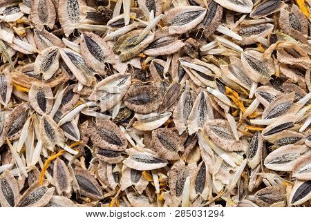 High Quality Seeds Of Doronicum, Flower In A Texture Form For Your Personal Garden. Can Be Used By S