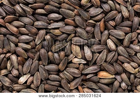 High Quality Seeds Of Arctotic, Flower In A Texture Form For Your Personal Garden. Can Be Used By Se