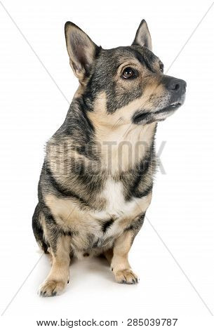 Swedish Vallhund In Front Of White Background
