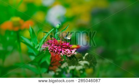 Beautiful Butterfly Flying Over A Flower, Closeup. Spring. Nature. Sunny Day. Background