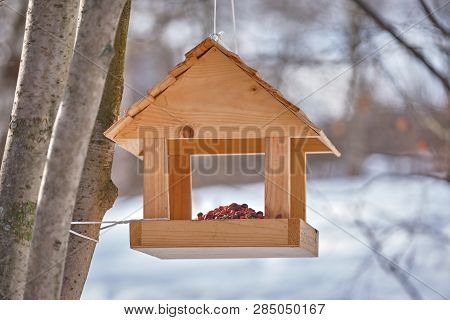 Feeder For Birds From A Tree In The Winter Forest