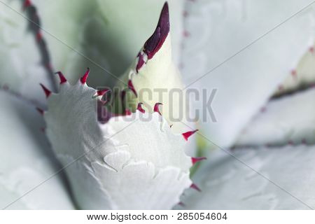 Photo Of Green Agave, Background Image Shallow Dof