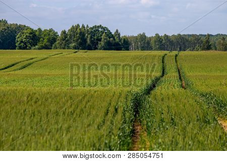 Dirt Road Path In Cereal Field Landscape In Spring. Tractor Tire Tracks On The Field In Latvia. Summ