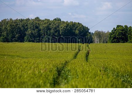 Dirt Road Path In Cereal Field Landscape In Spring. Tractor Tire Tracks On The Field In Latvia. Summ