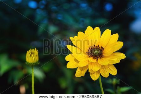 Arnica Flower Blossom In A Dark Background